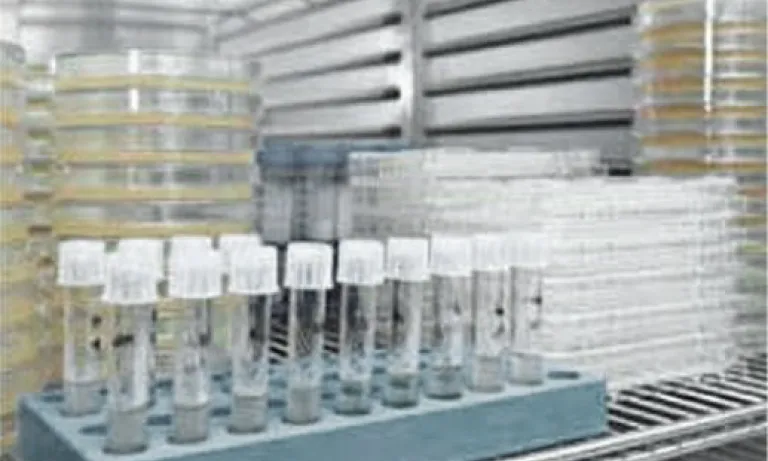 Medical Storage Chambers